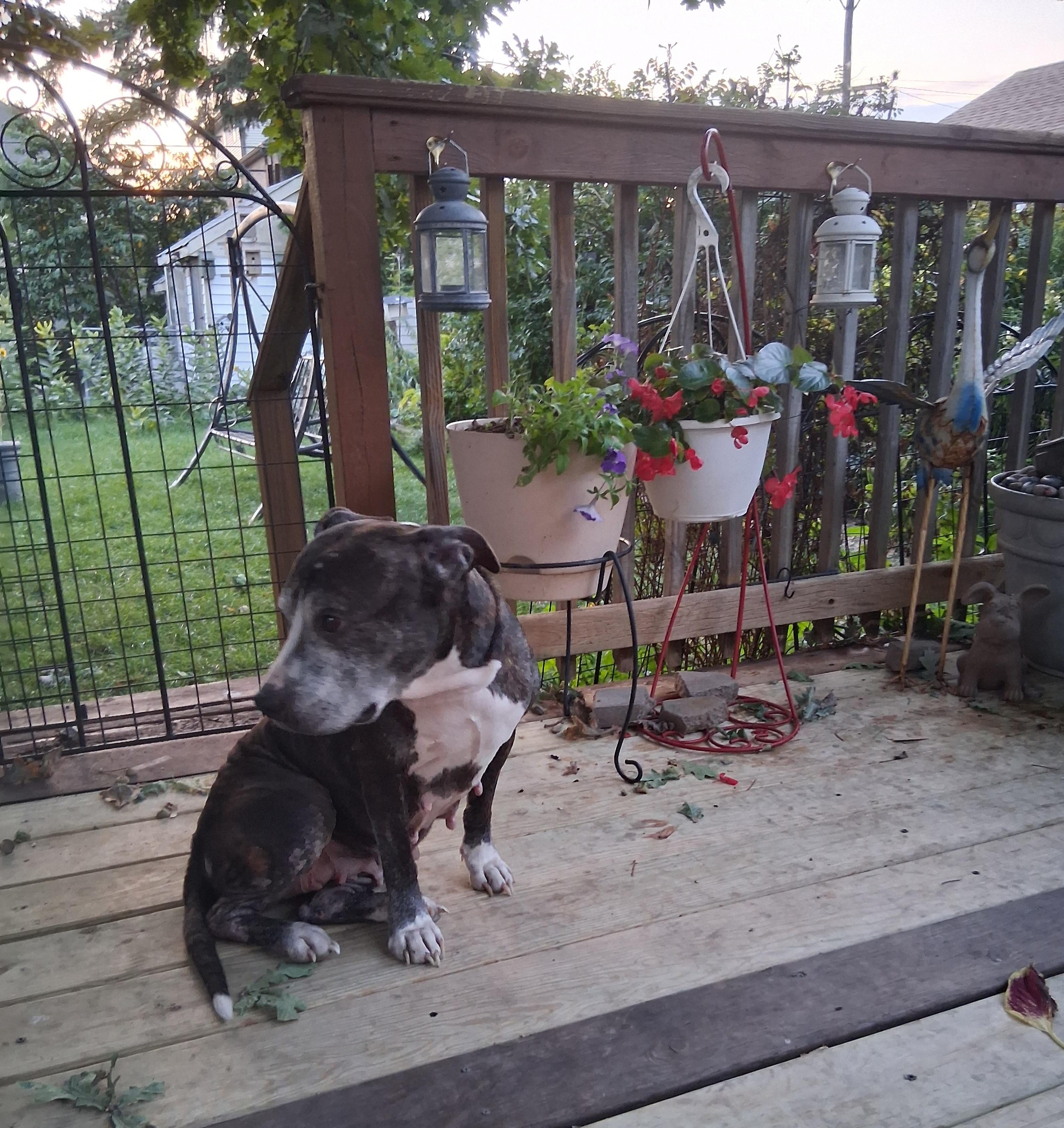 Enlarge Babette, a Adoptable Pit Bull Terrier in Elmhurst, IL image 3/5