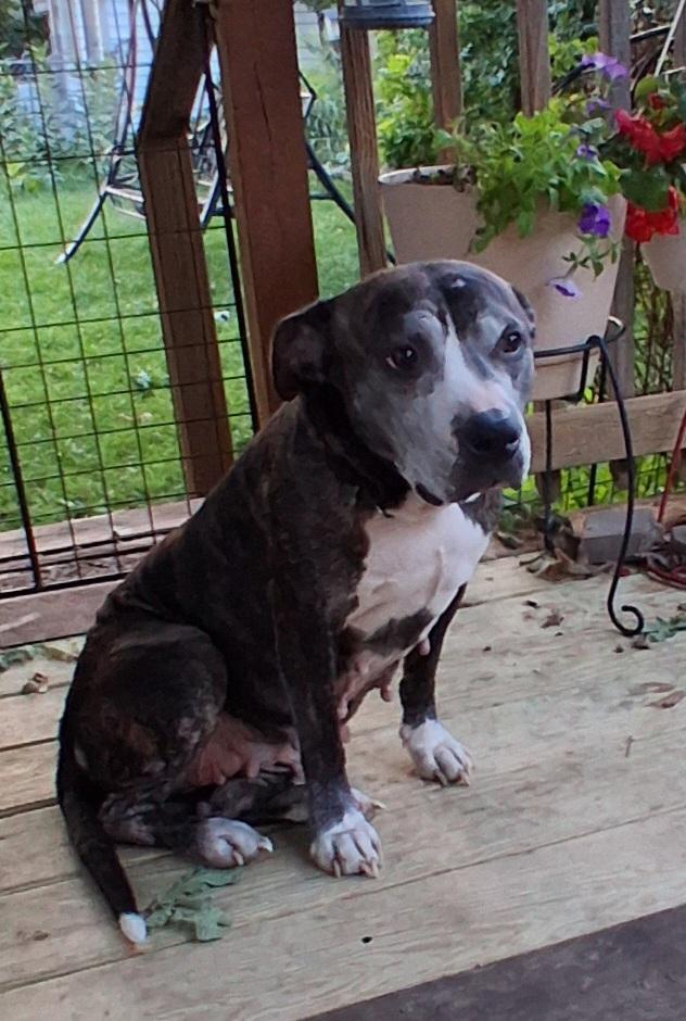 Babette, Adoptable, Senior Female Pit Bull Terrier.