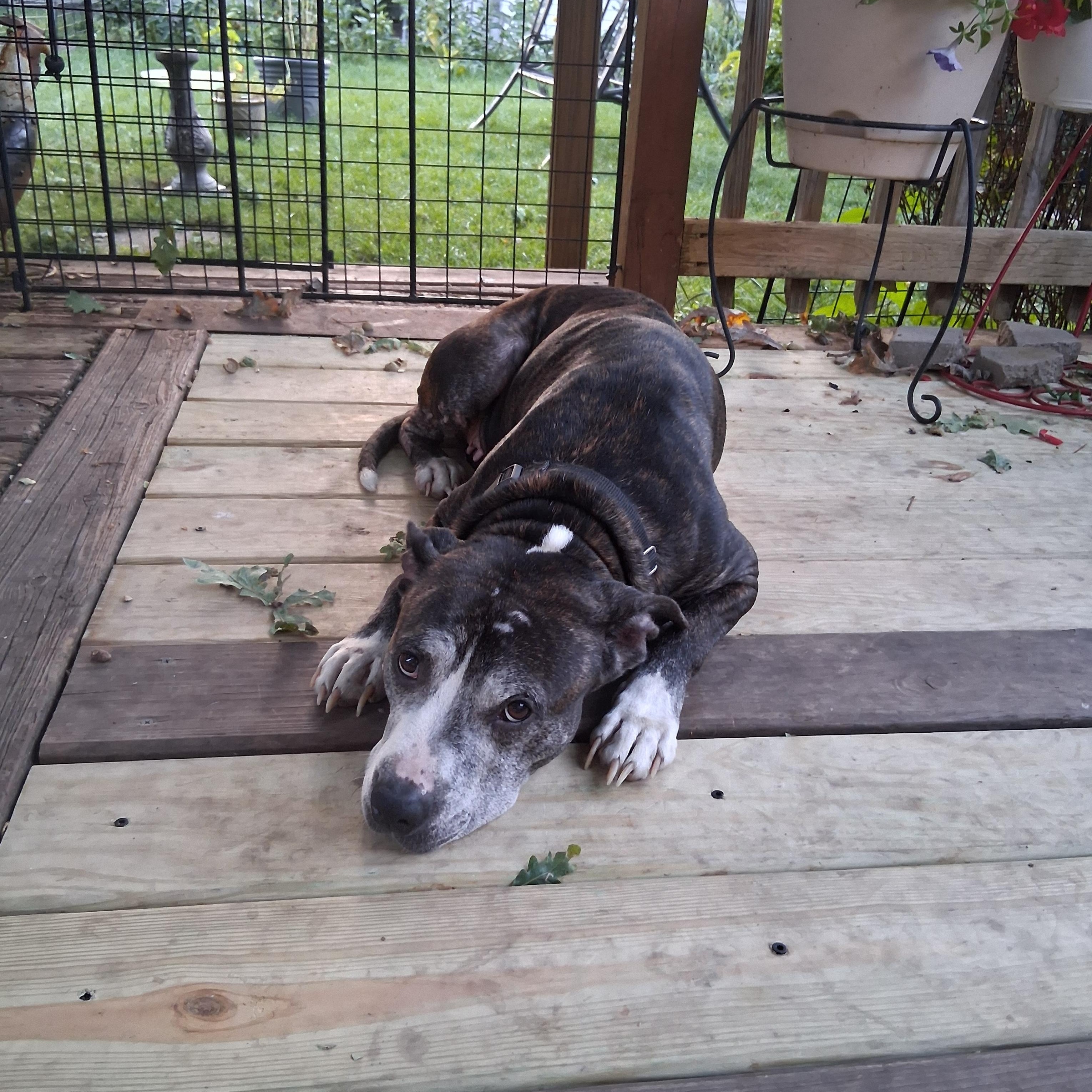 Enlarge Babette, a Adoptable Pit Bull Terrier in Elmhurst, IL image 4/5