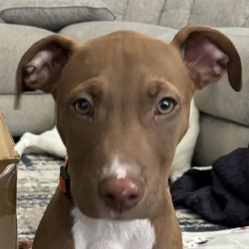 Sammy