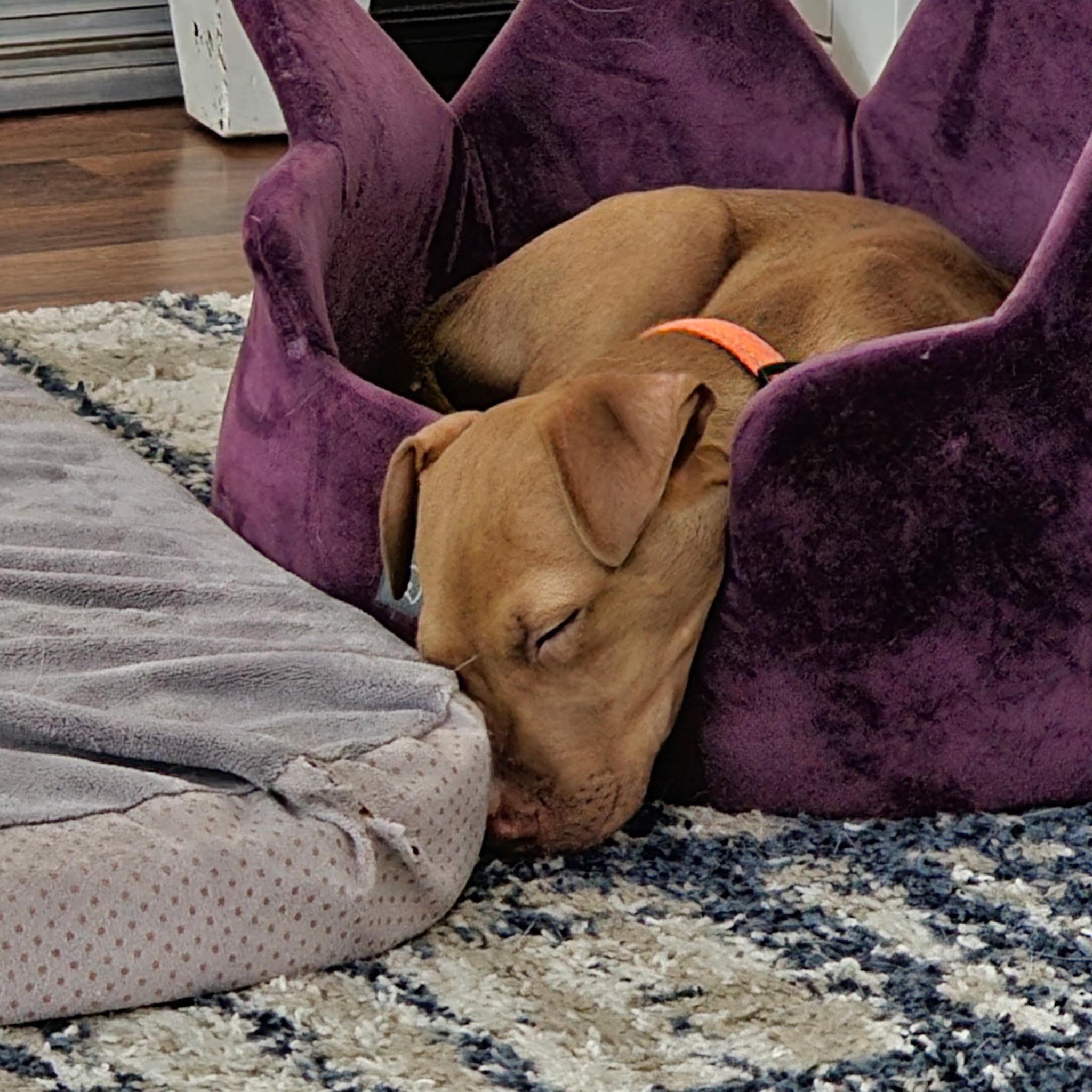 Sammy