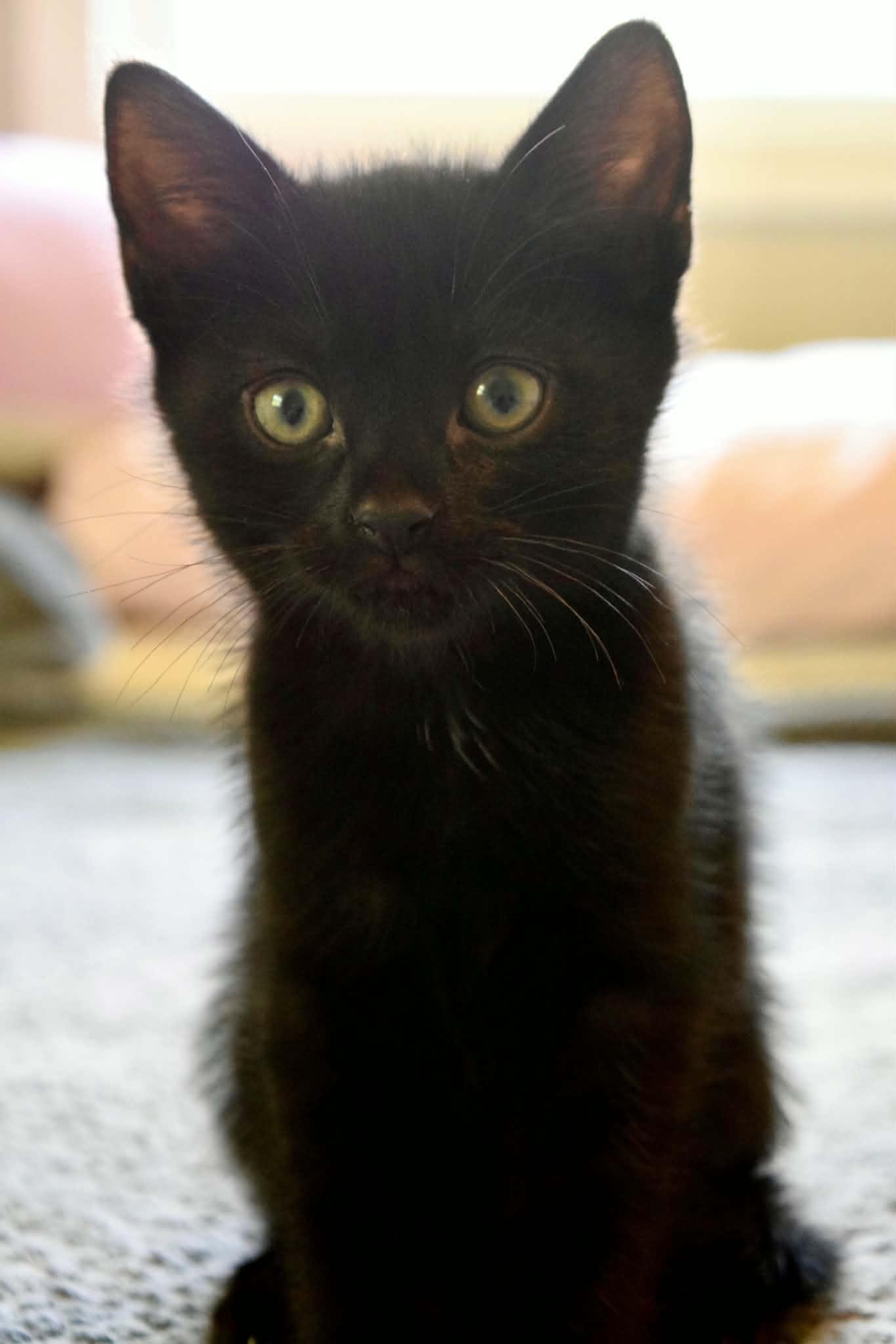 Odysseus, ADOPTABLE, Kitten Male Domestic Short Hair.