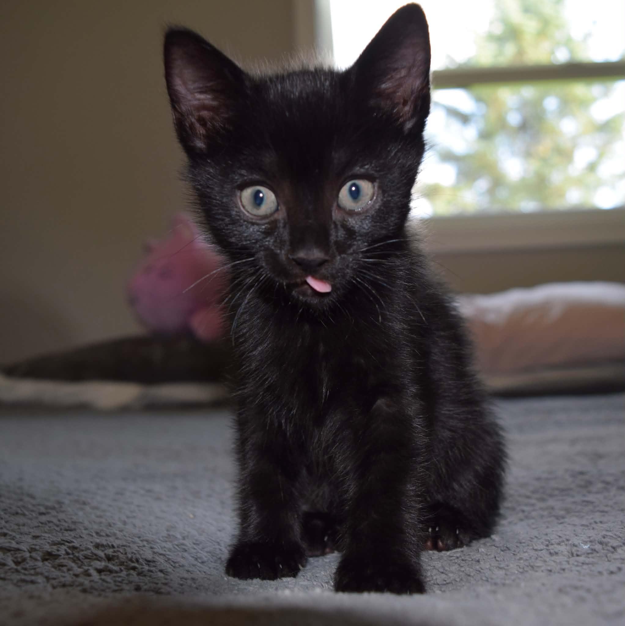 Enlarge Odysseus, a ADOPTABLE Domestic Short Hair in Muncie, IN image 3/3