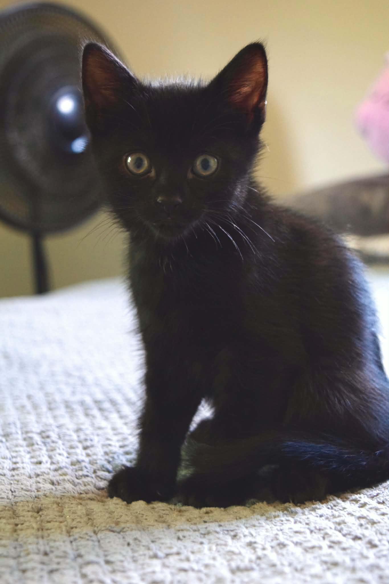 Enlarge Odysseus, a ADOPTABLE Domestic Short Hair in Muncie, IN image 2/3