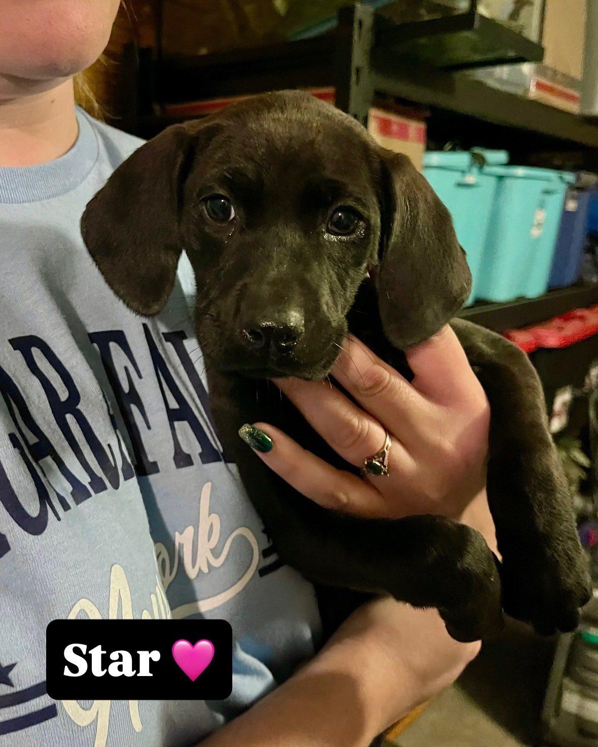 Star, adopted, Puppy Female Mixed Breed.