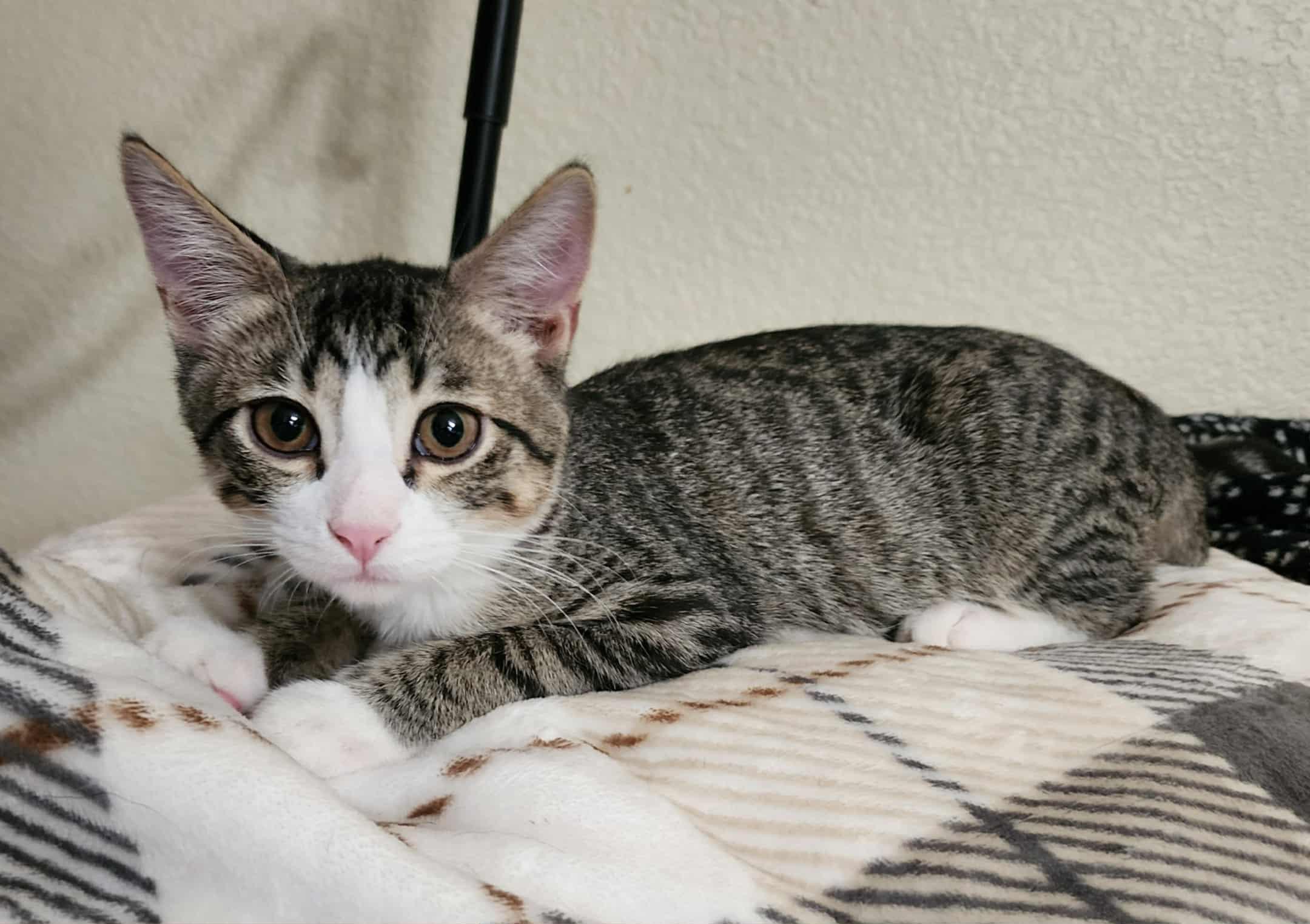 Auggie, Adopted, Kitten Male Domestic Short Hair.