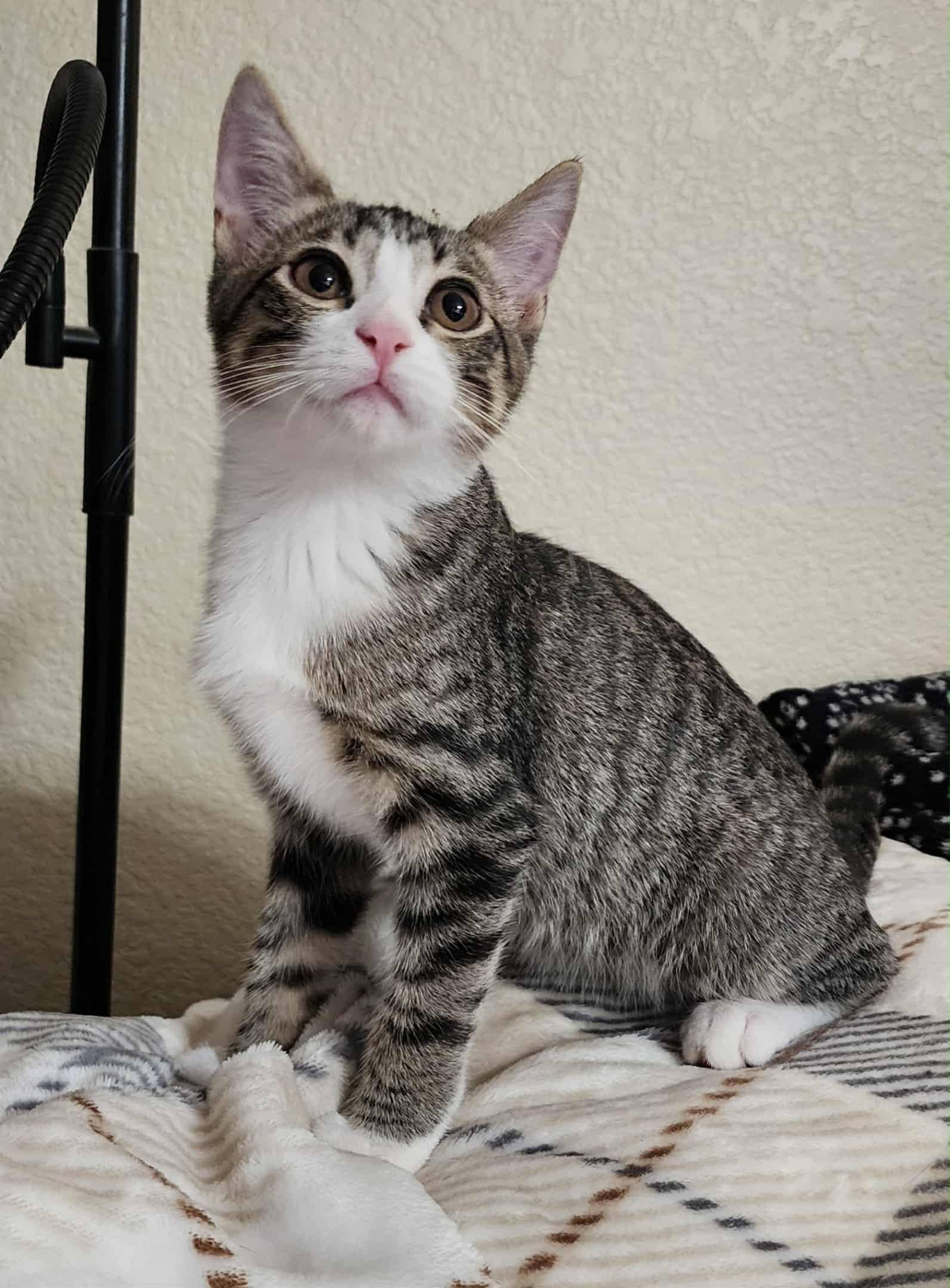Auggie, Adopted, Kitten Male Domestic Short Hair.