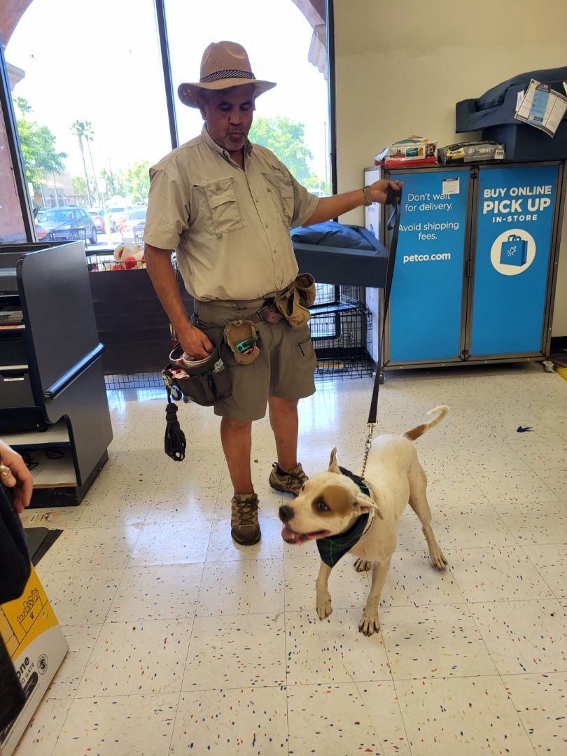 Marvin Gaye Mountain, Adoptable, Young Male Australian Cattle Dog / Blue Heeler & American Bulldog.