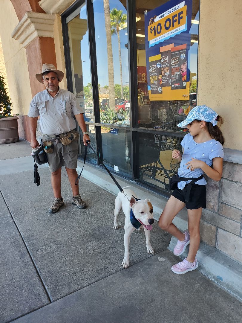 Marvin Gaye Mountain, a Adoptable mixed breed in Manhattan Beach, CA image 2/5