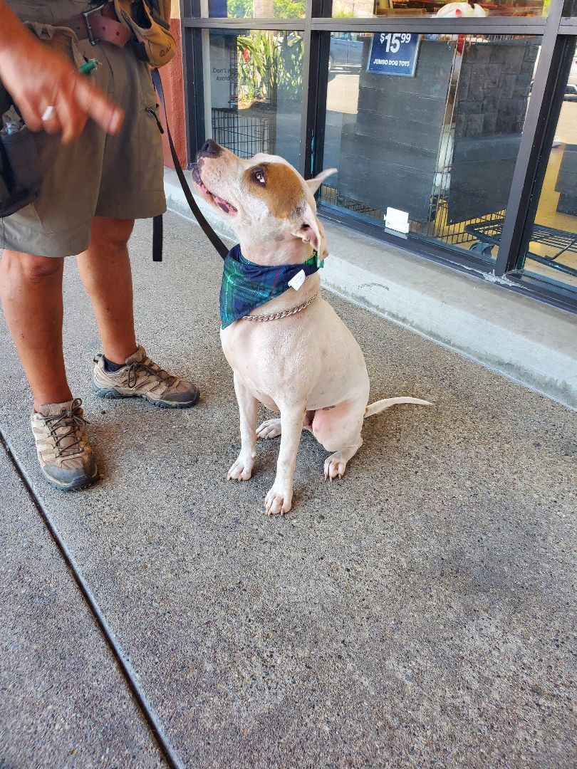 Marvin Gaye Mountain, a Adoptable mixed breed in Manhattan Beach, CA image 3/5