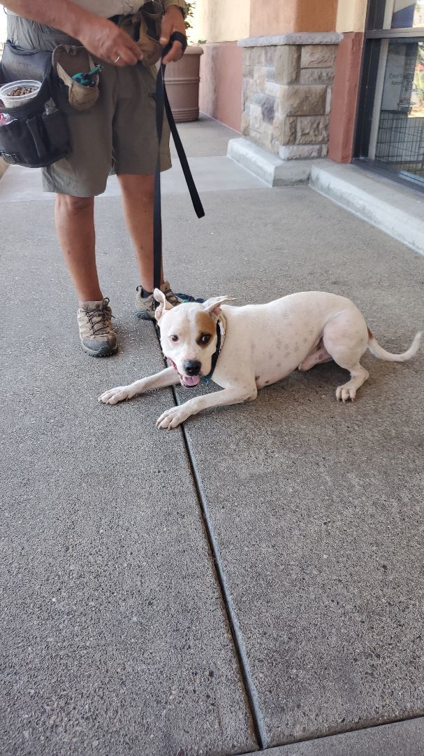 Marvin Gaye Mountain, a Adoptable mixed breed in Manhattan Beach, CA image 4/5