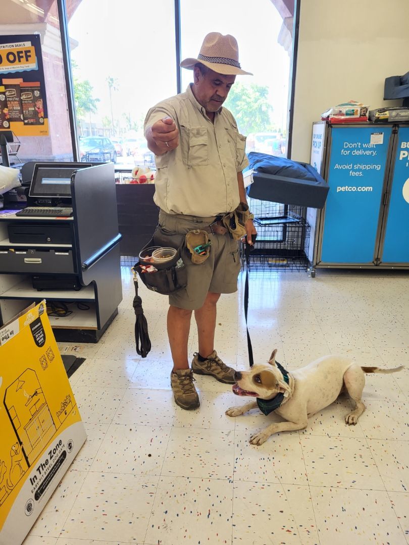 Marvin Gaye Mountain, a Adoptable mixed breed in Manhattan Beach, CA image 5/5