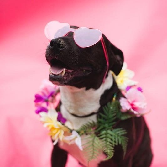 Enlarge Taylor, a Adoptable mixed breed in Coronado, CA image 1/6