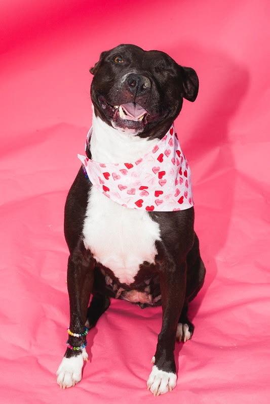 Enlarge Taylor, a Adoptable mixed breed in Coronado, CA image 2/6