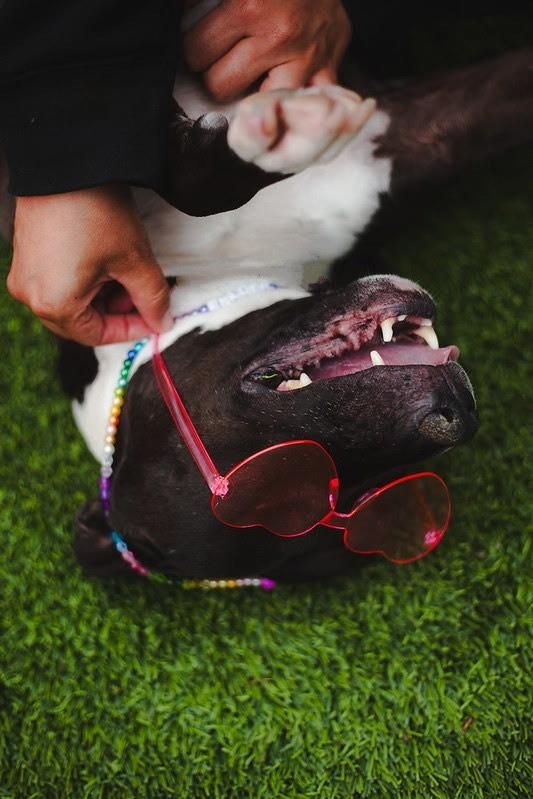 Enlarge Taylor, a Adoptable mixed breed in Coronado, CA image 3/6