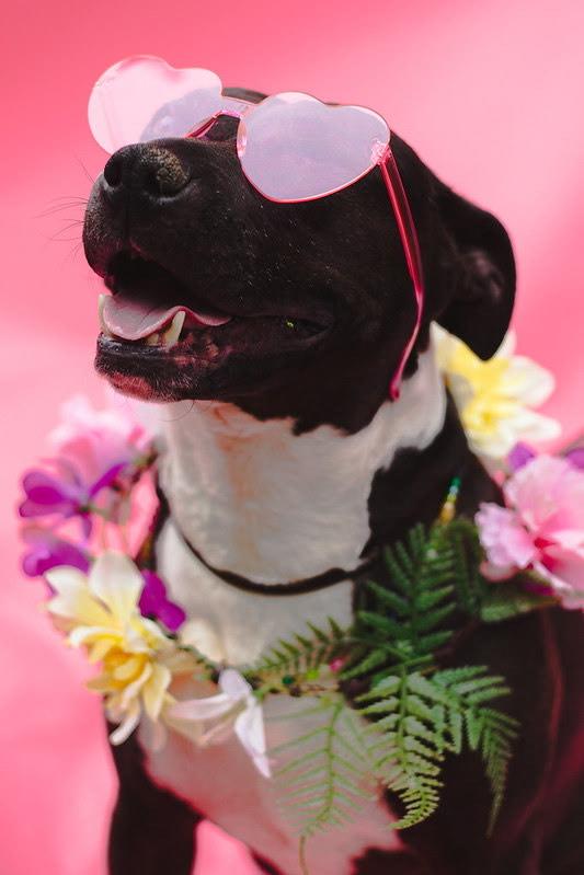 Enlarge Taylor, a Adoptable mixed breed in Coronado, CA image 4/6