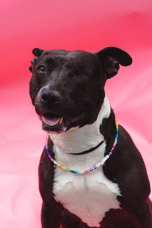 Enlarge Taylor, a Adoptable mixed breed in Coronado, CA image 5/6