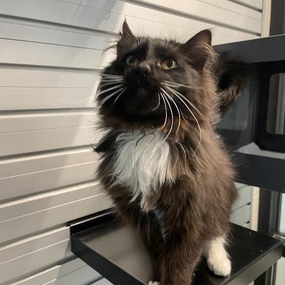 Dice, Adoptable, Young Male Domestic Long Hair.