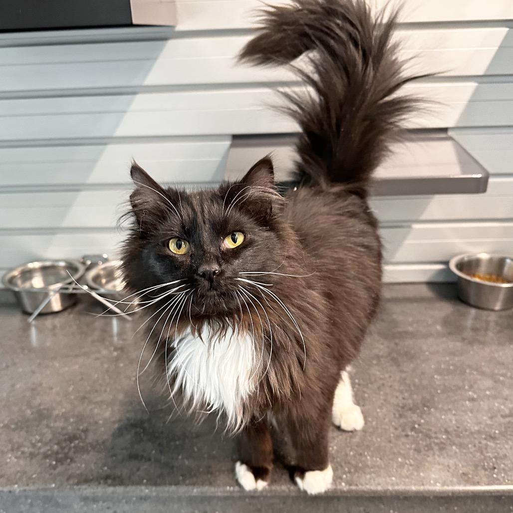Enlarge Dice, a Adoptable Domestic Long Hair in Hailey, ID image 2/3
