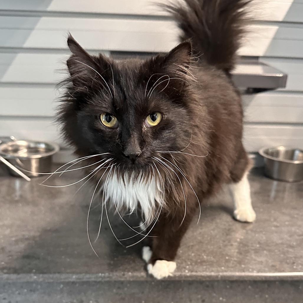 Enlarge Dice, a Adoptable Domestic Long Hair in Hailey, ID image 3/3