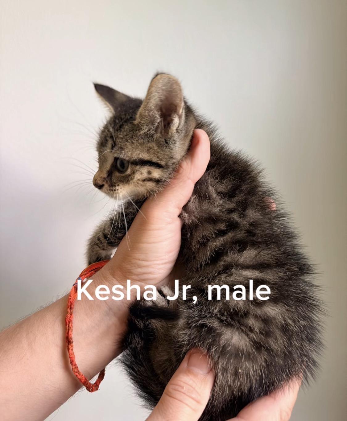 Enlarge Kesha Jr, a Adoptable Tabby in silver spring, MD image 1/1