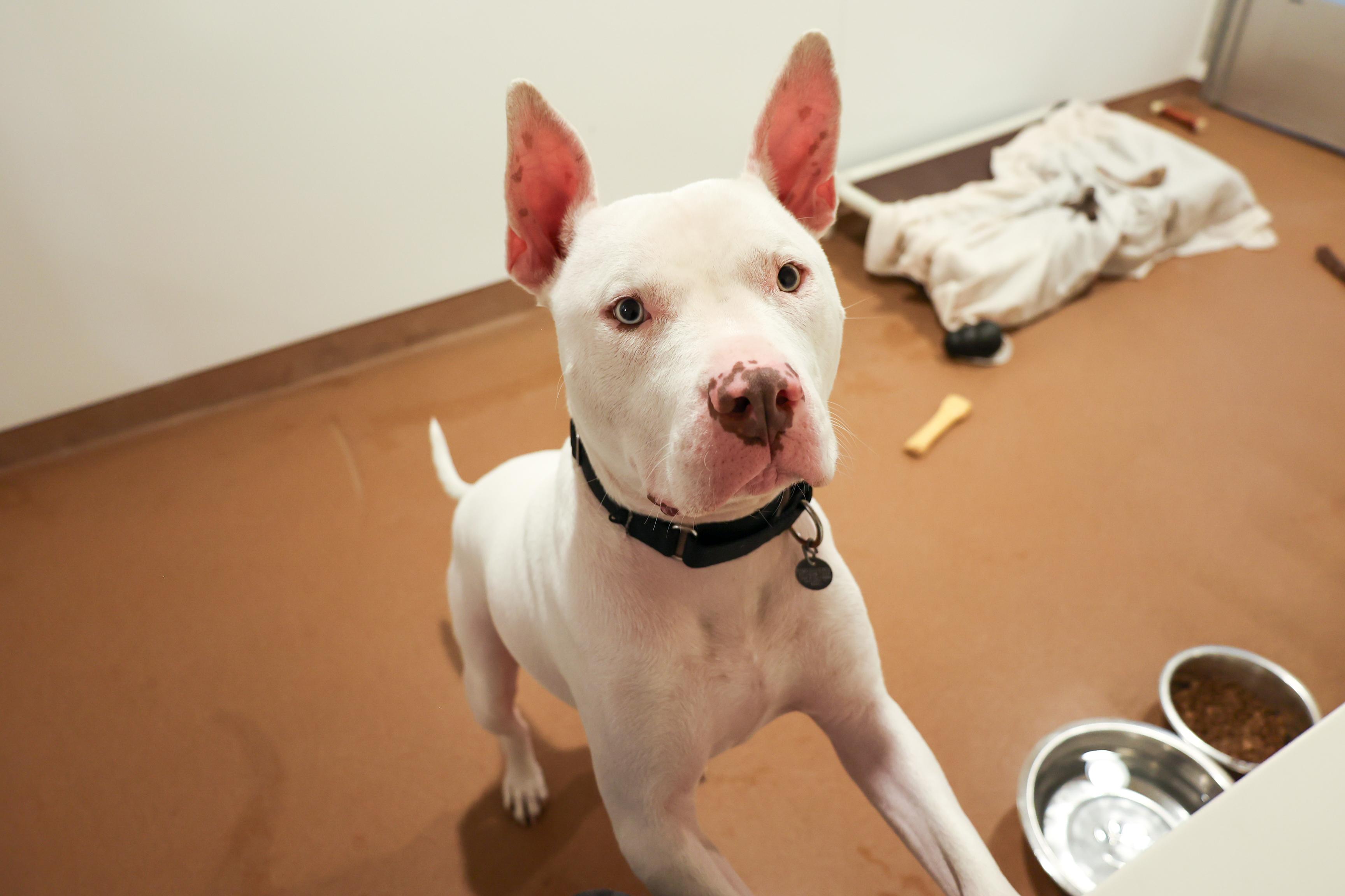 Enlarge Edison, a Adoptable Mixed Breed in Chicago, IL image 1/6