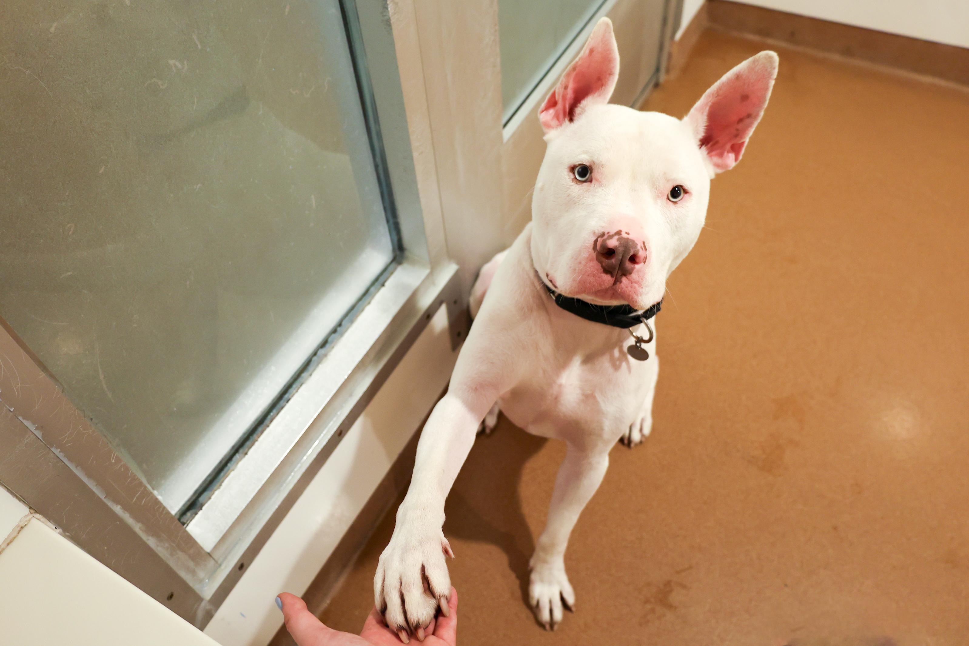 Enlarge Edison, a Adoptable Mixed Breed in Chicago, IL image 2/6