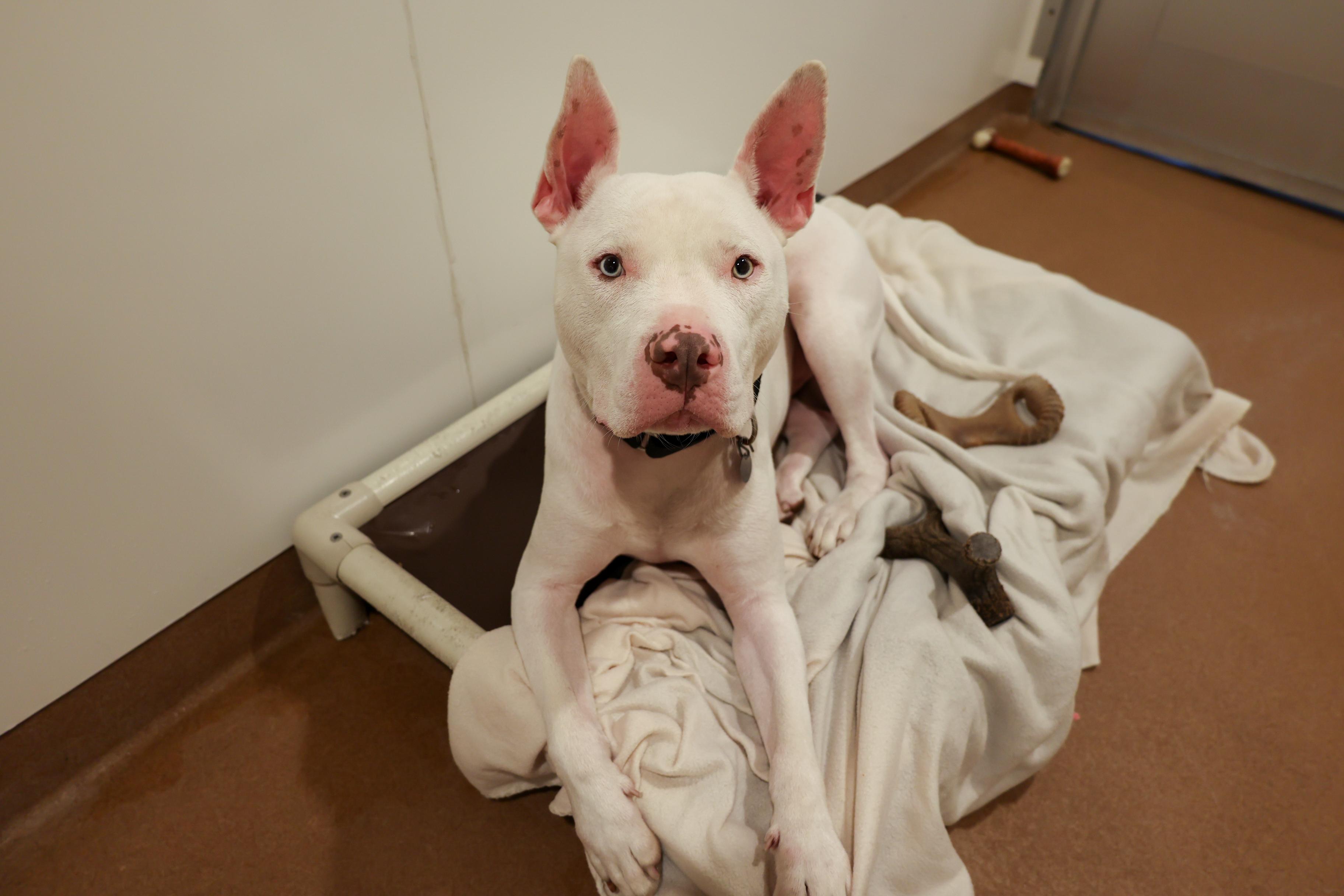 Enlarge Edison, a Adoptable Mixed Breed in Chicago, IL image 3/6