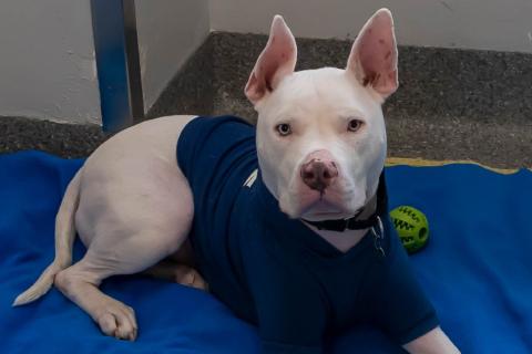 Enlarge Edison, a Adoptable Mixed Breed in Chicago, IL image 4/6