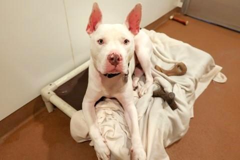 Enlarge Edison, a Adoptable Mixed Breed in Chicago, IL image 5/6