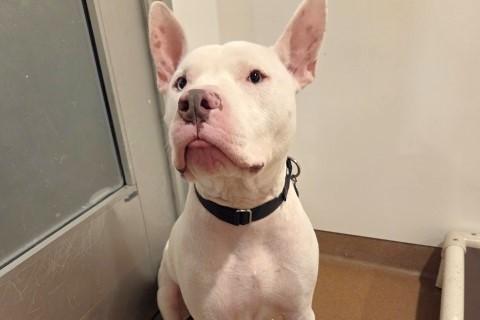 Enlarge Edison, a Adoptable Mixed Breed in Chicago, IL image 6/6