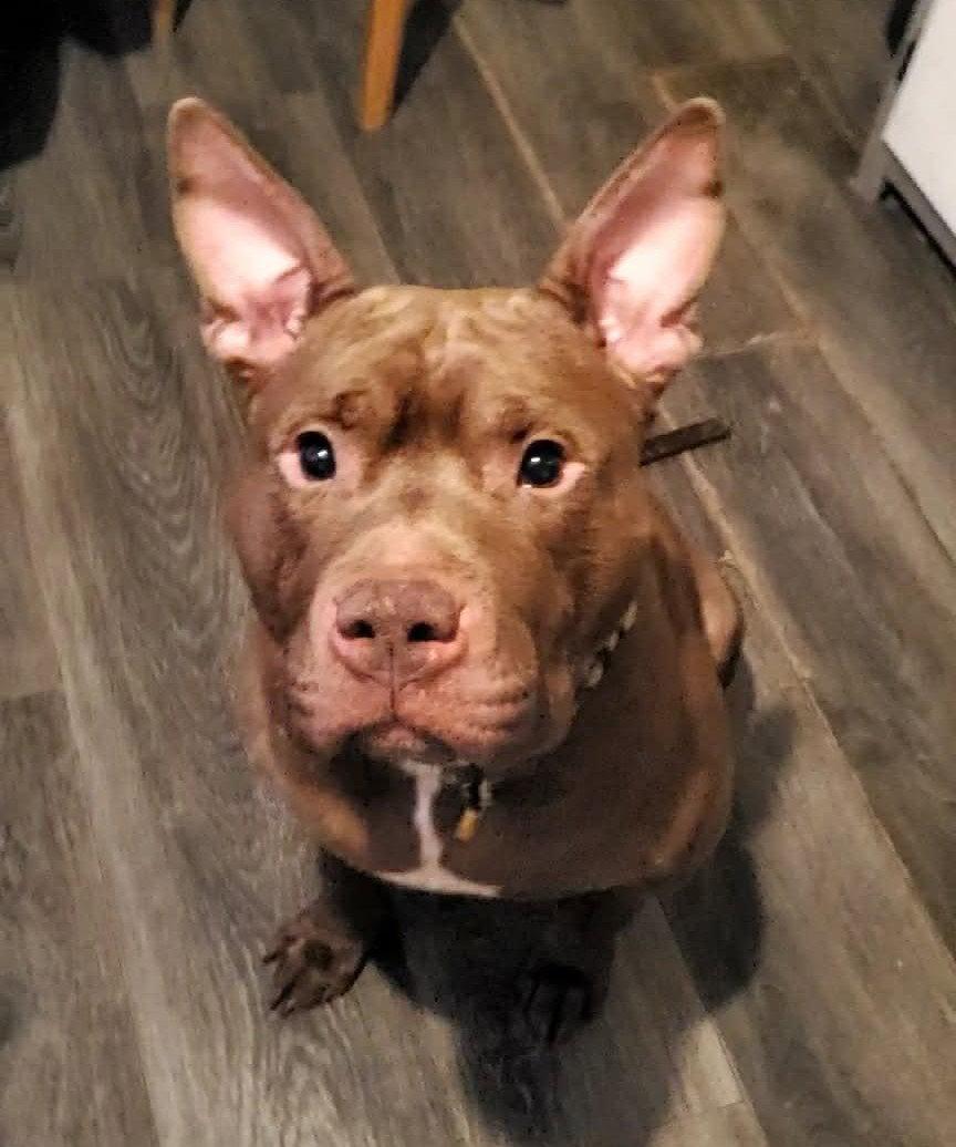 Enlarge Calvin, a Adoptable Pit Bull Terrier in Strongsville, OH image 1/3