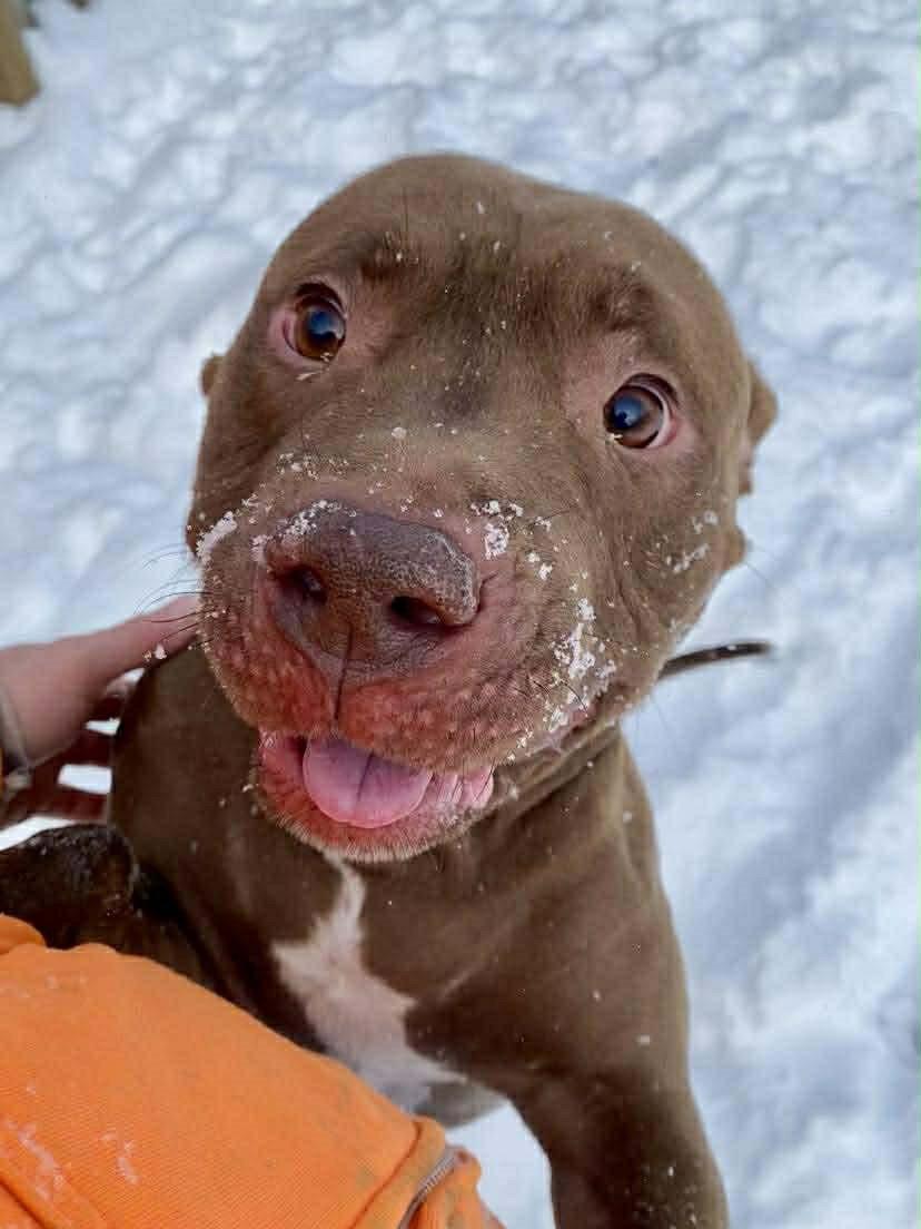 Enlarge Calvin, a Adoptable Pit Bull Terrier in Strongsville, OH image 2/3