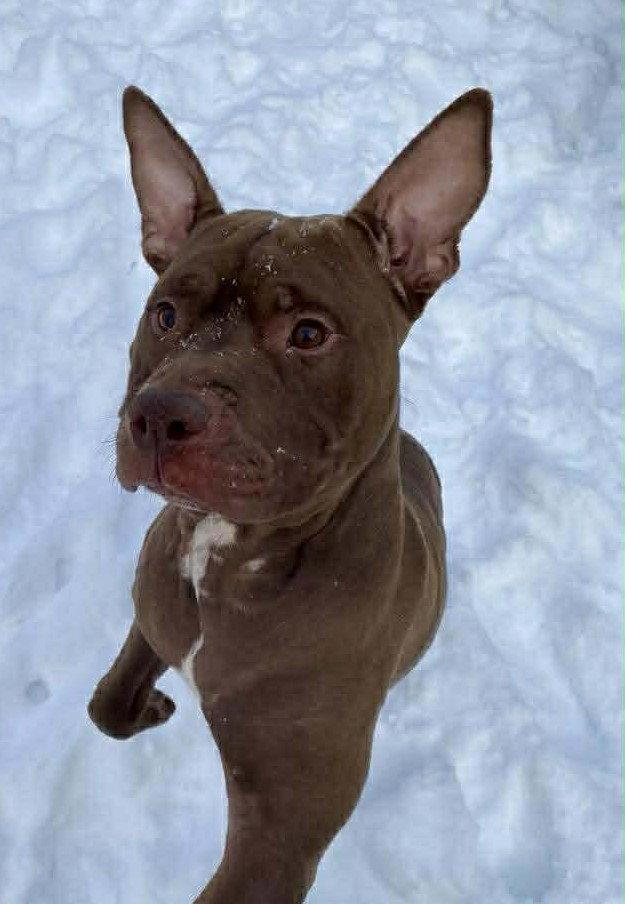 Enlarge Calvin, a Adoptable Pit Bull Terrier in Strongsville, OH image 3/3