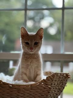 Peach, an adopted American Shorthair in Belmont, NC image 2/6