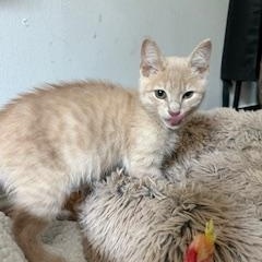 Peach, an adopted American Shorthair in Belmont, NC image 3/6