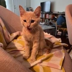 Peach, an adopted American Shorthair in Belmont, NC image 4/6