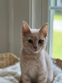 Peach, Adoptable, Kitten Male American Shorthair.