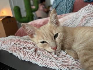 Peach, an adopted American Shorthair in Belmont, NC image 5/6