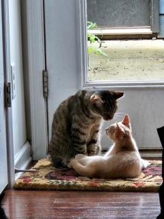 Peach, an adopted American Shorthair in Belmont, NC image 6/6