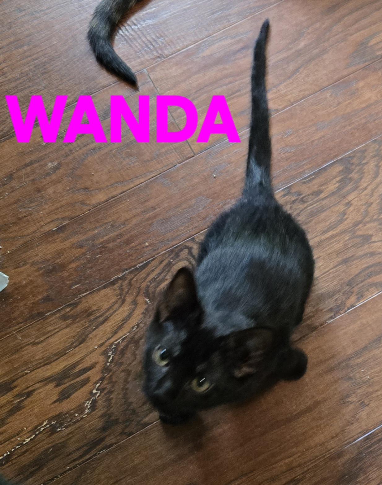 Comedy Club - Wanda, a Adoptable Domestic Short Hair in Leesburg, VA image 5/6