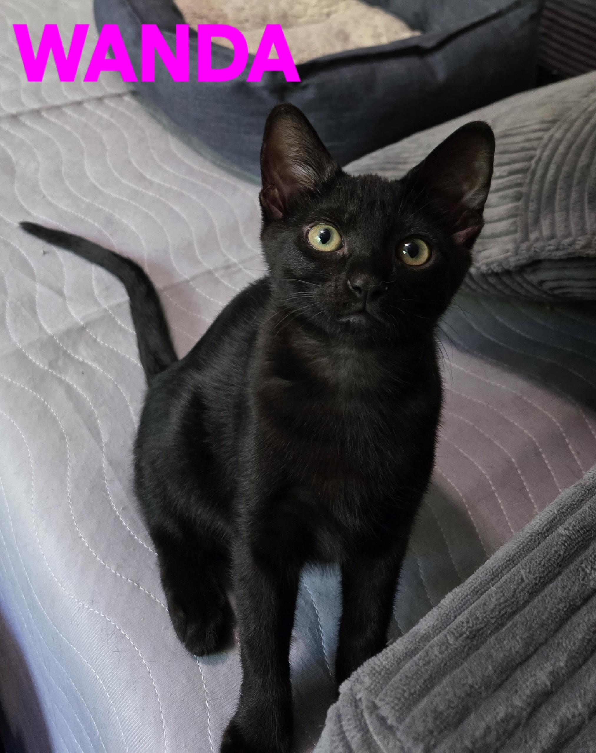 Comedy Club - Wanda, a Adoptable Domestic Short Hair in Leesburg, VA image 1/6