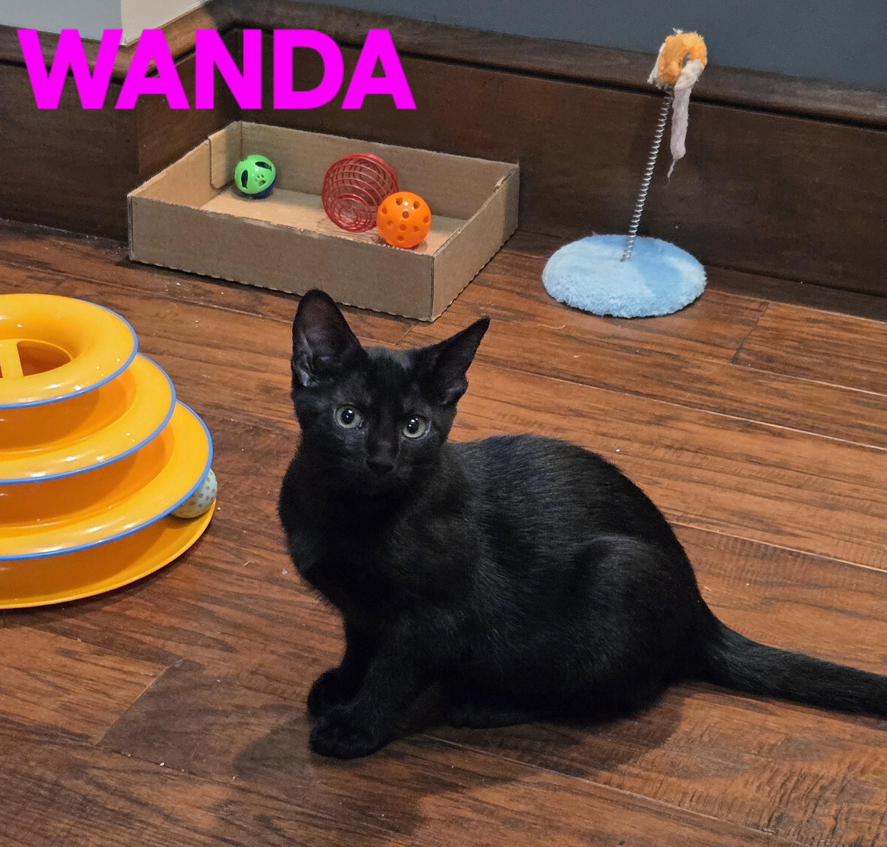 Comedy Club - Wanda, a Adoptable Domestic Short Hair in Leesburg, VA image 6/6