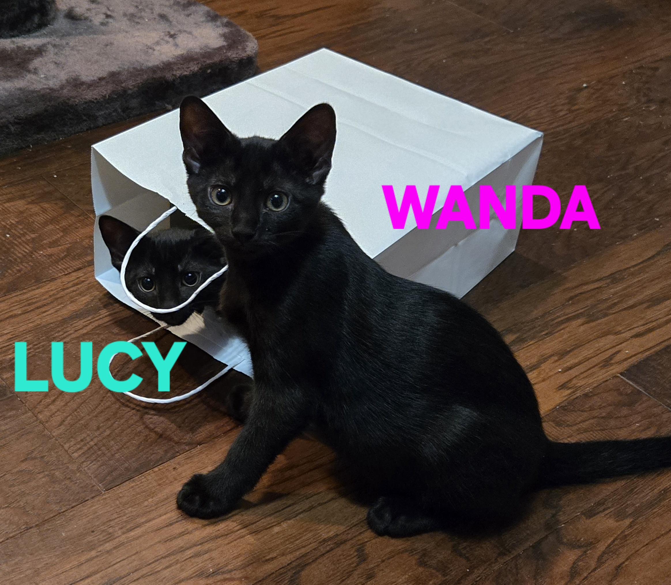 Comedy Club - Wanda, a Adoptable Domestic Short Hair in Leesburg, VA image 3/6