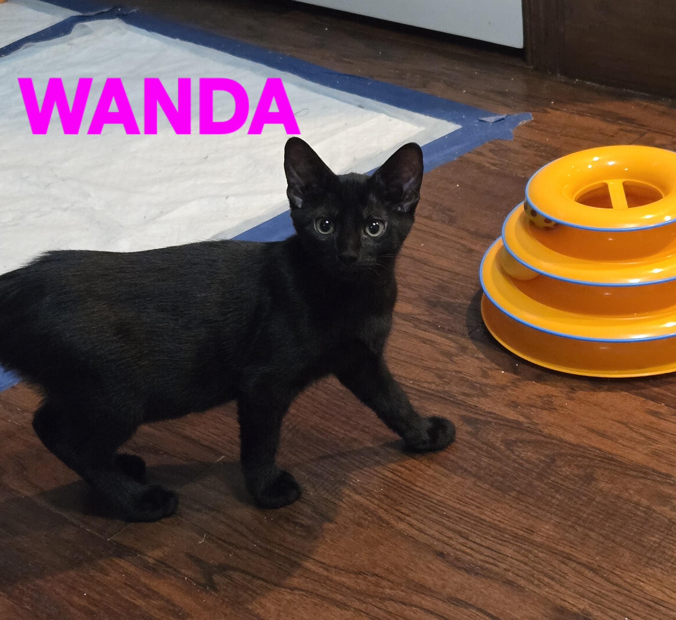 Comedy Club - Wanda, a Adoptable Domestic Short Hair in Leesburg, VA image 4/6