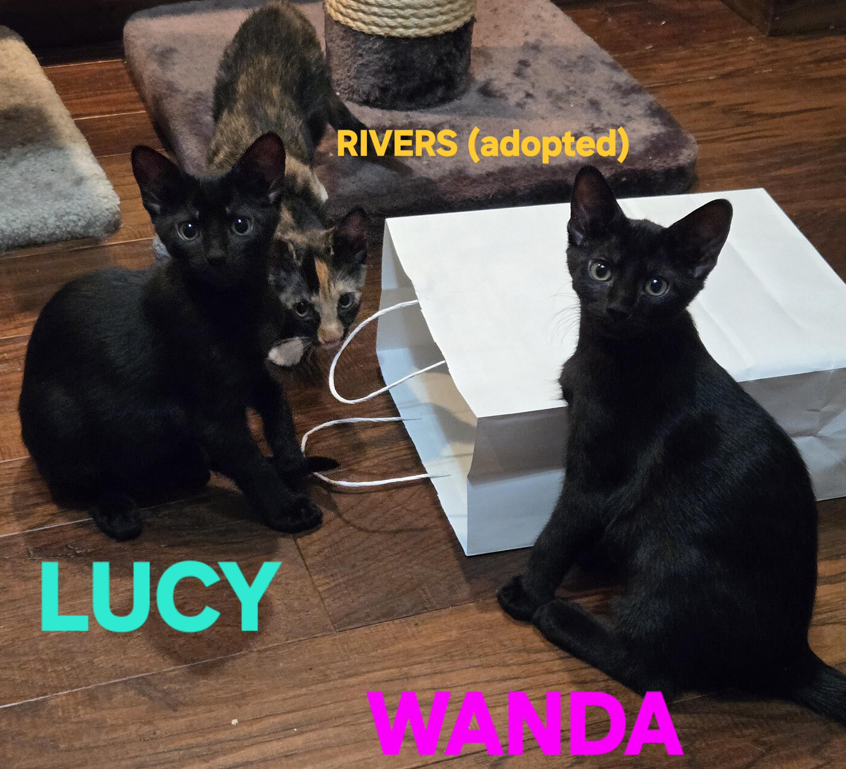 Comedy Club - Wanda, a Adoptable Domestic Short Hair in Leesburg, VA image 2/6