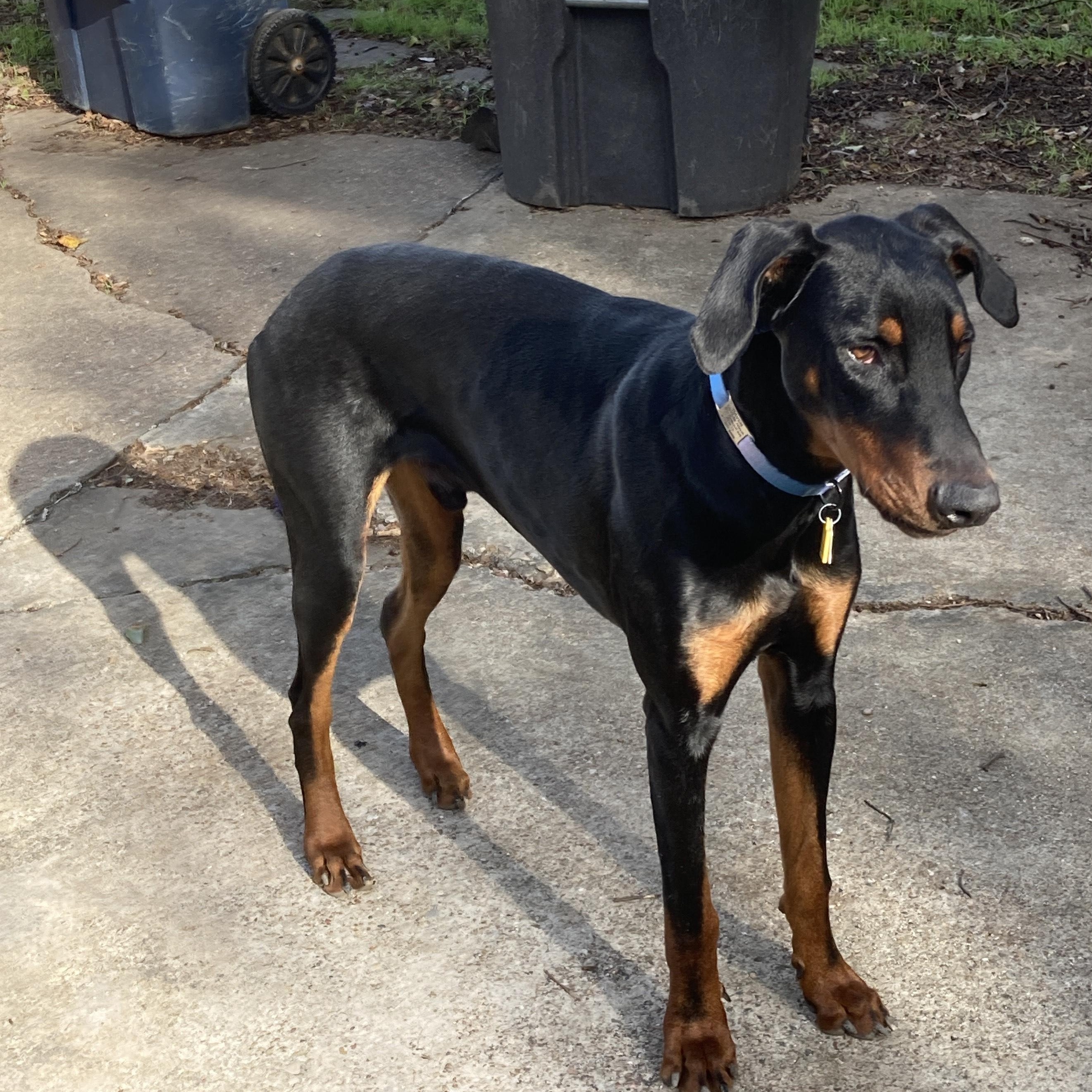 Raven, a Adoptable Doberman Pinscher in Fort Worth, TX image 2/5