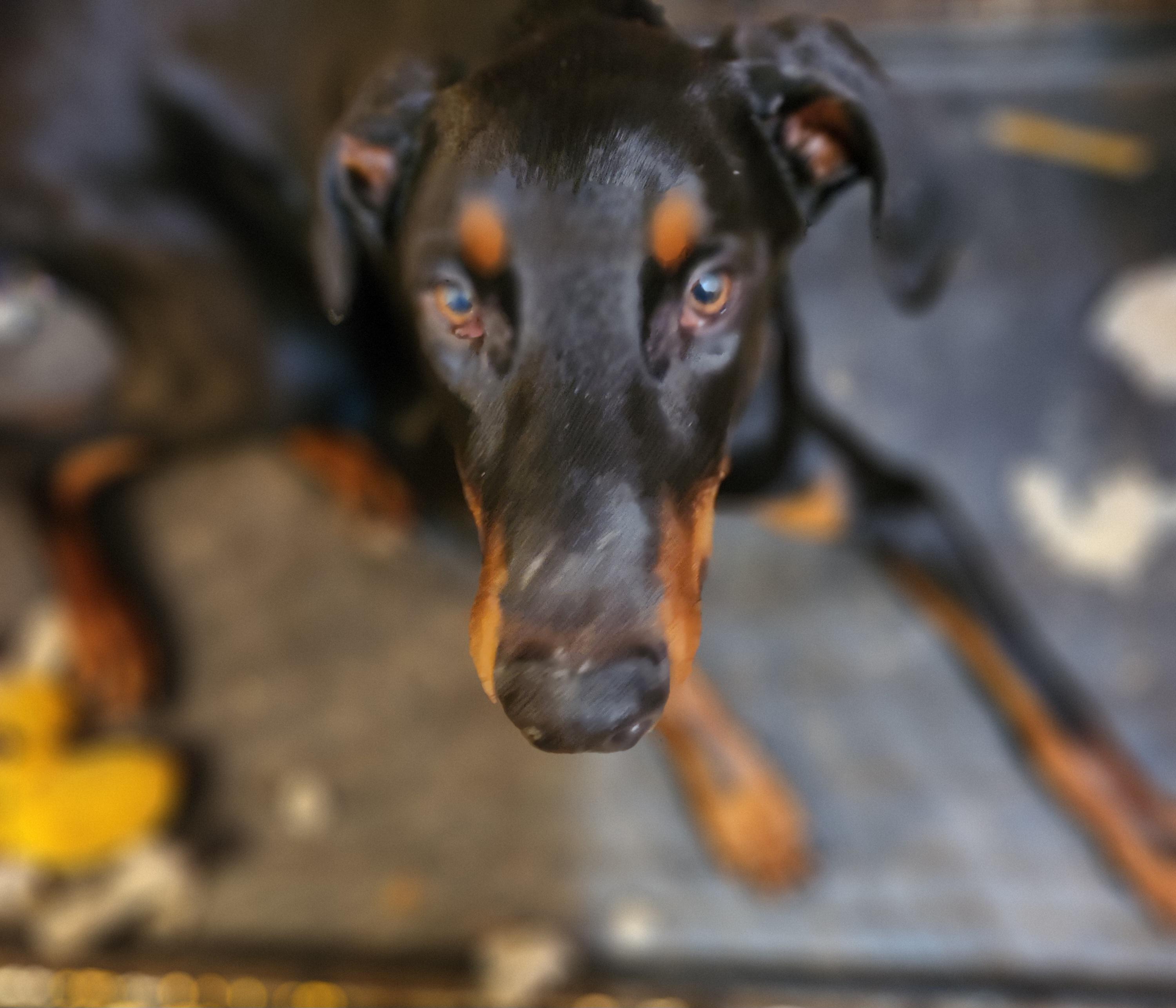 Raven, a Adoptable Doberman Pinscher in Fort Worth, TX image 1/5
