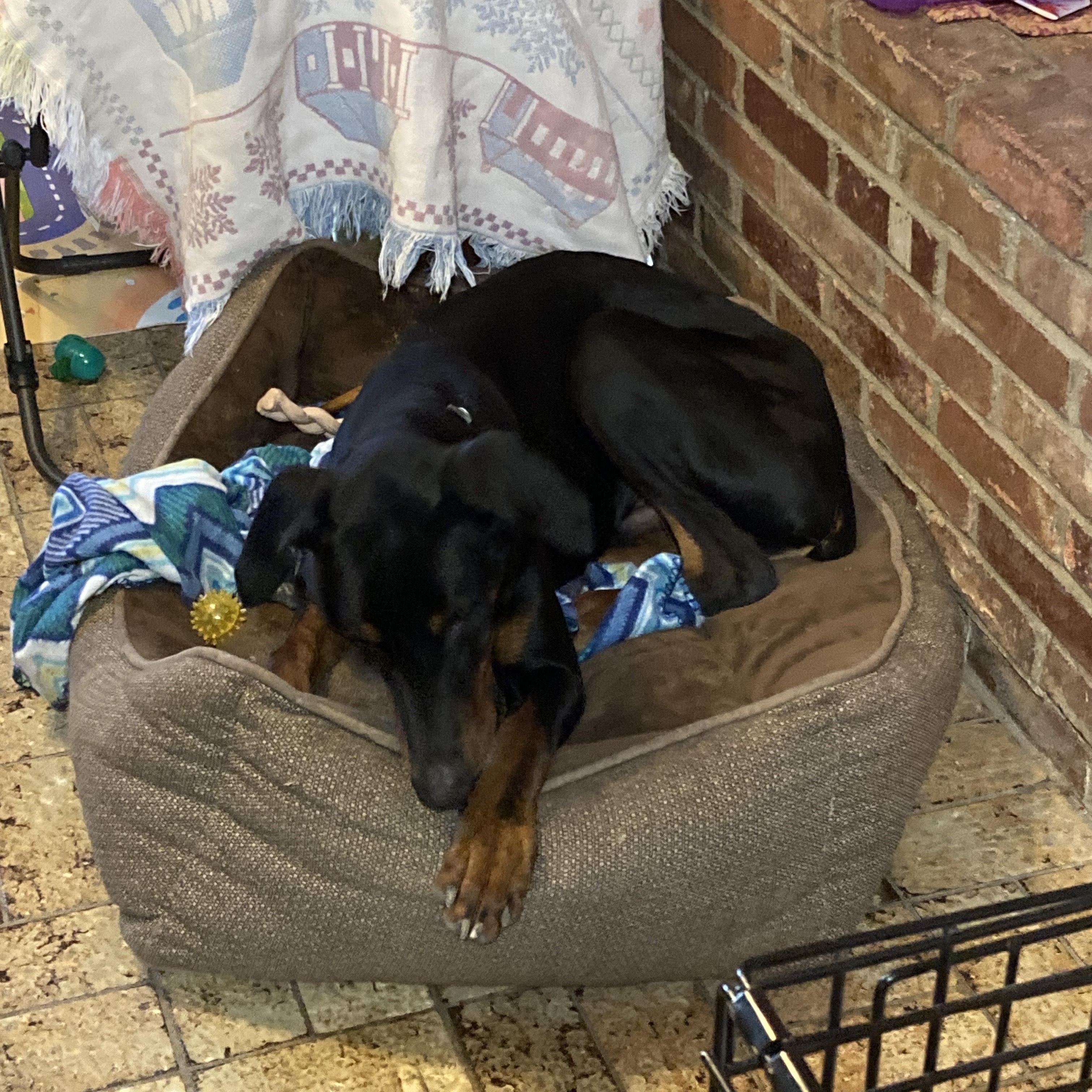 Raven, a Adoptable Doberman Pinscher in Fort Worth, TX image 3/5