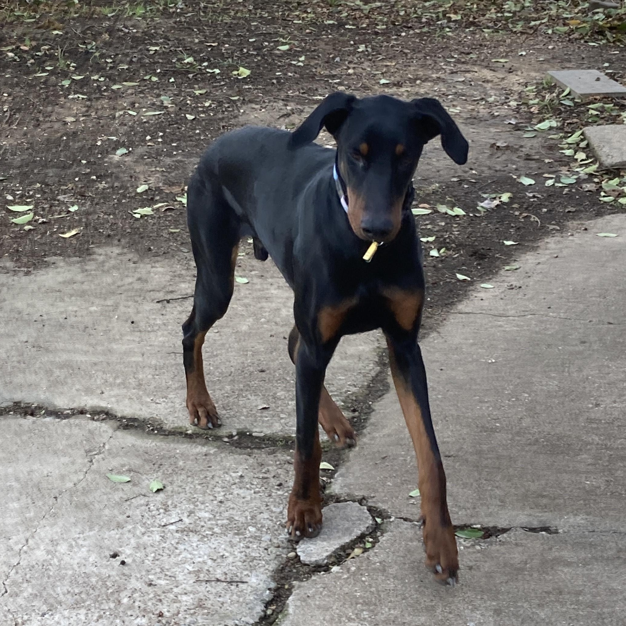 Raven, a Adoptable Doberman Pinscher in Fort Worth, TX image 4/5